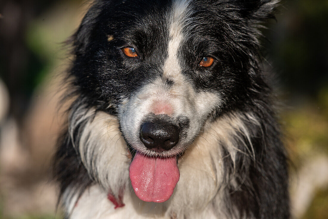 Border Collie Hund in England, Nahaufnahme