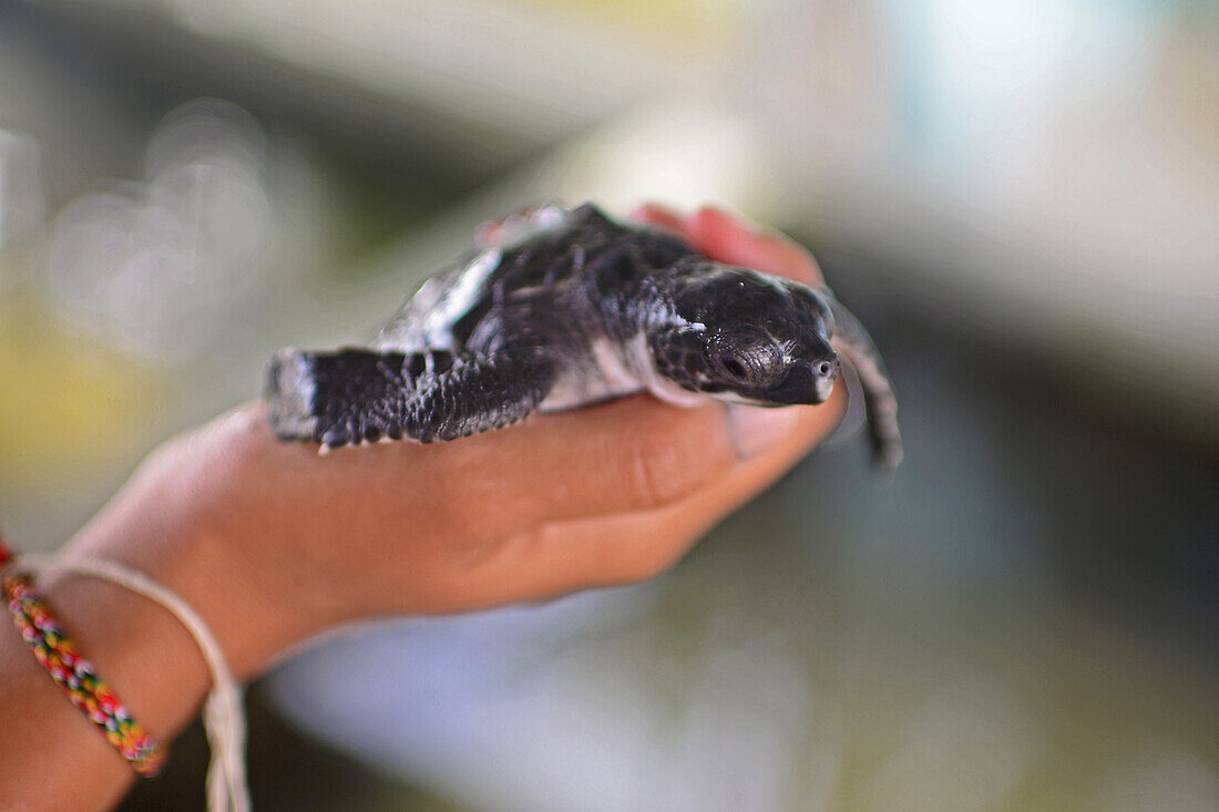 Sea Turtle Hatchery and Rescue Center founded by B.K. Ariyapala in Paraliya, Sri Lanka