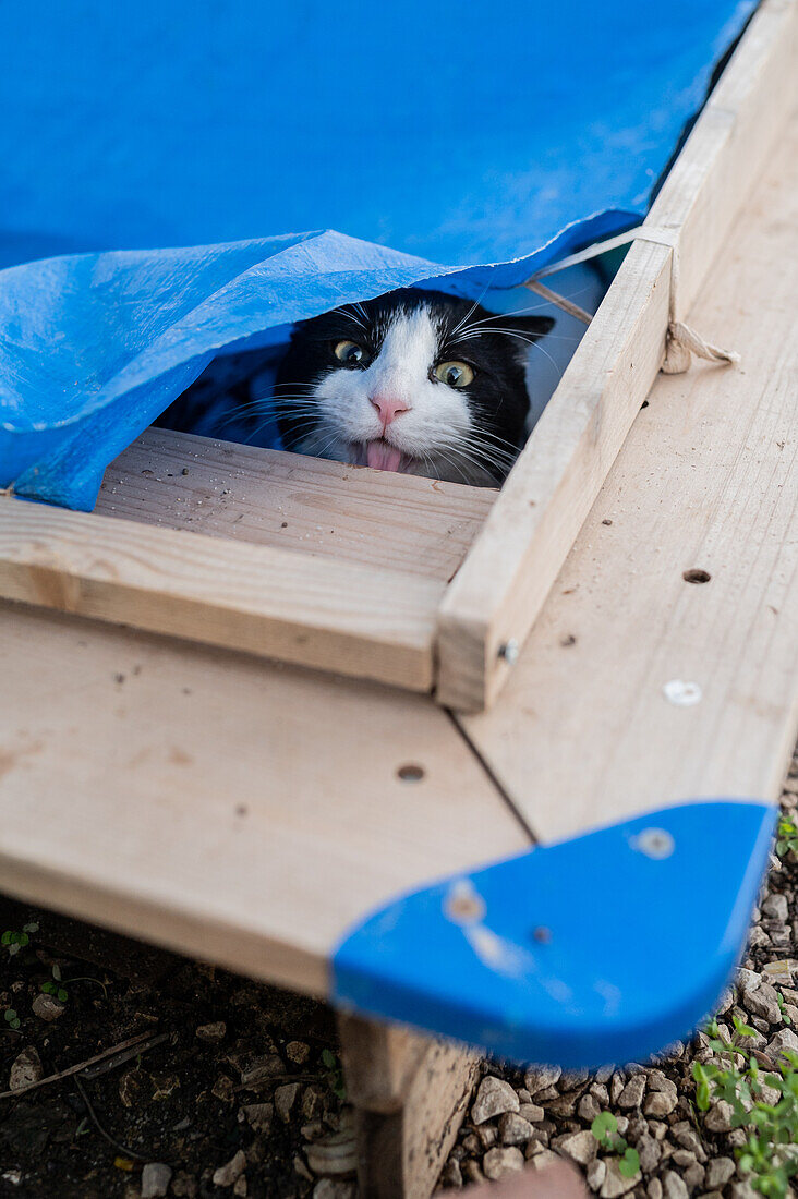 Lustige Aufnahme einer jungen Katze, die unter einem Tuch im Garten versteckt ist