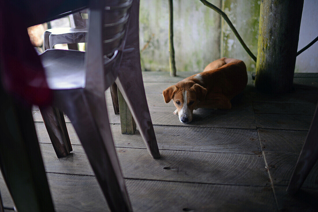 Brown dog laying down under the tables in restaurant, Sri Lanka