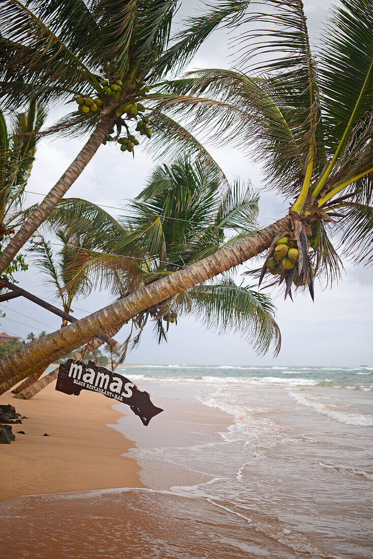 Das Schild von Mamas Coral Beach Hotel hängt an einer Palme in Hikkaduwa, Sri Lanka