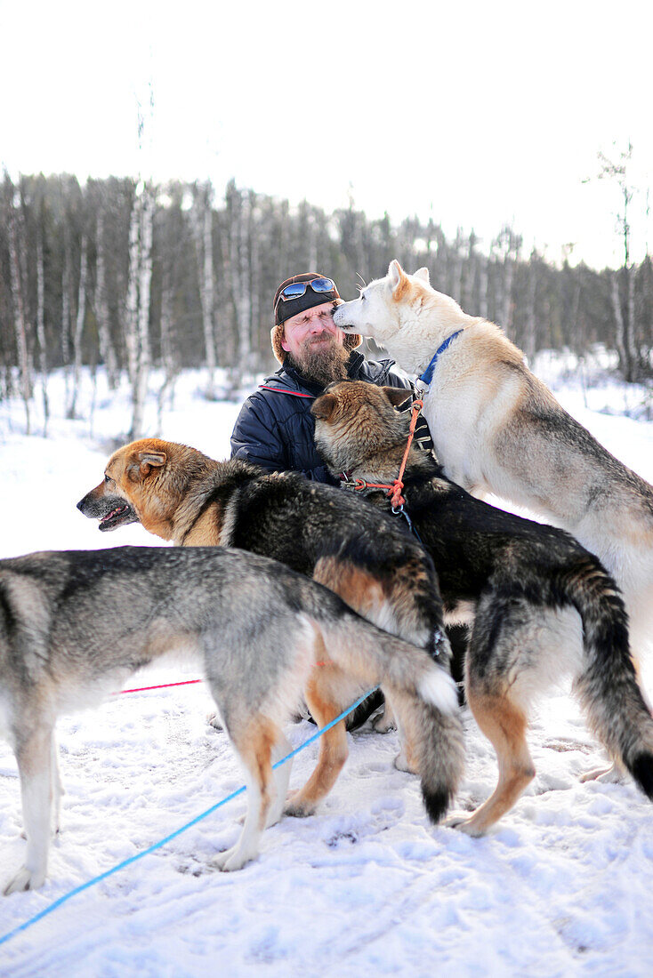 Eine Gruppe schöner Hunde küsst einen jungen Mann. Wildnis-Husky-Schlittentour in der Taiga mit Bearhillhusky in Rovaniemi, Lappland, Finnland