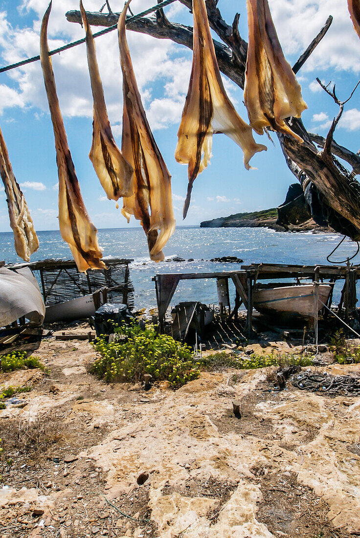 Formentera's dried fish - Peix Sec de Formentera, in Torrent de S•alga. According to the traditional method, local fish varieties of skate are dried in the sun and wind, hanged in the local tree called "sabina" (Juniperus phoenicea turbinata)