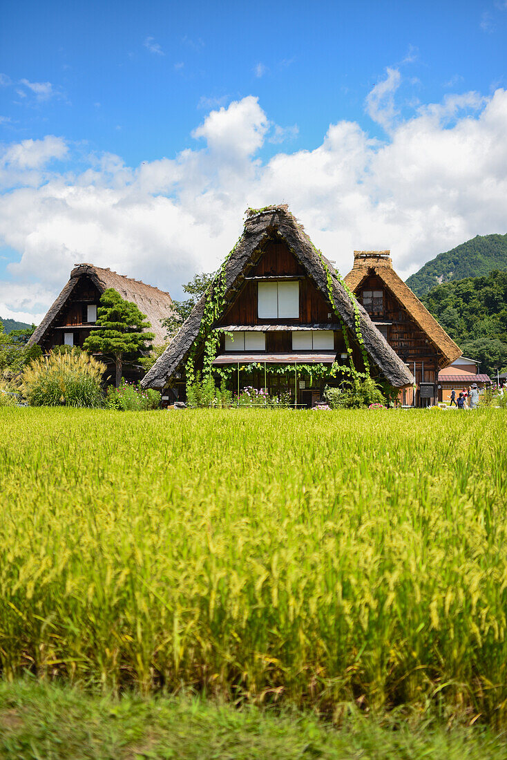 Shirakawa-go, traditional village showcasing a building style known as gassho-zukuri, Gifu Prefecture, Japan