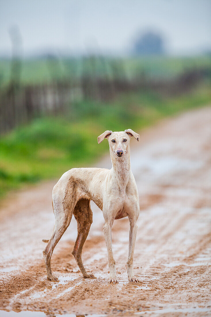 An Abandoned Spanish Greyhound on a Desolate Path in Spain