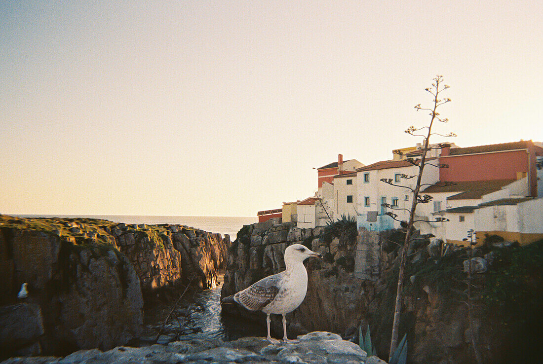 Analog photograph of seagull in Peniche, Portugal