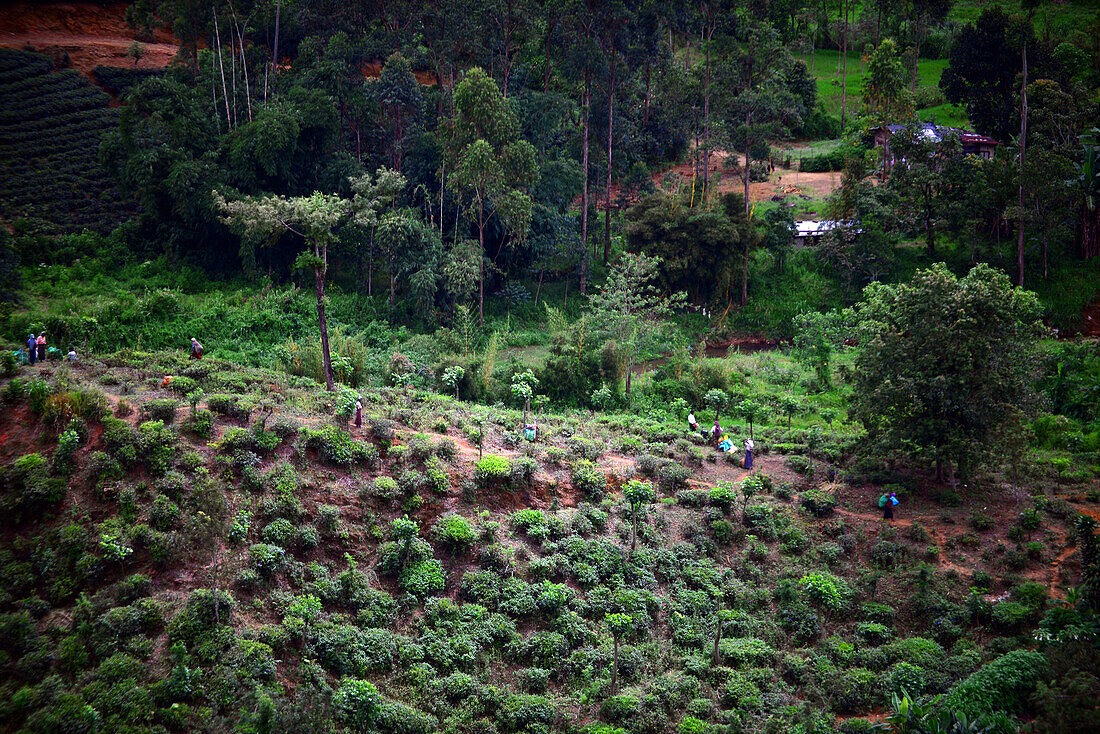 People working in the fields. Train ride from Kandy to Nuwara Eliya, Sri Lanka