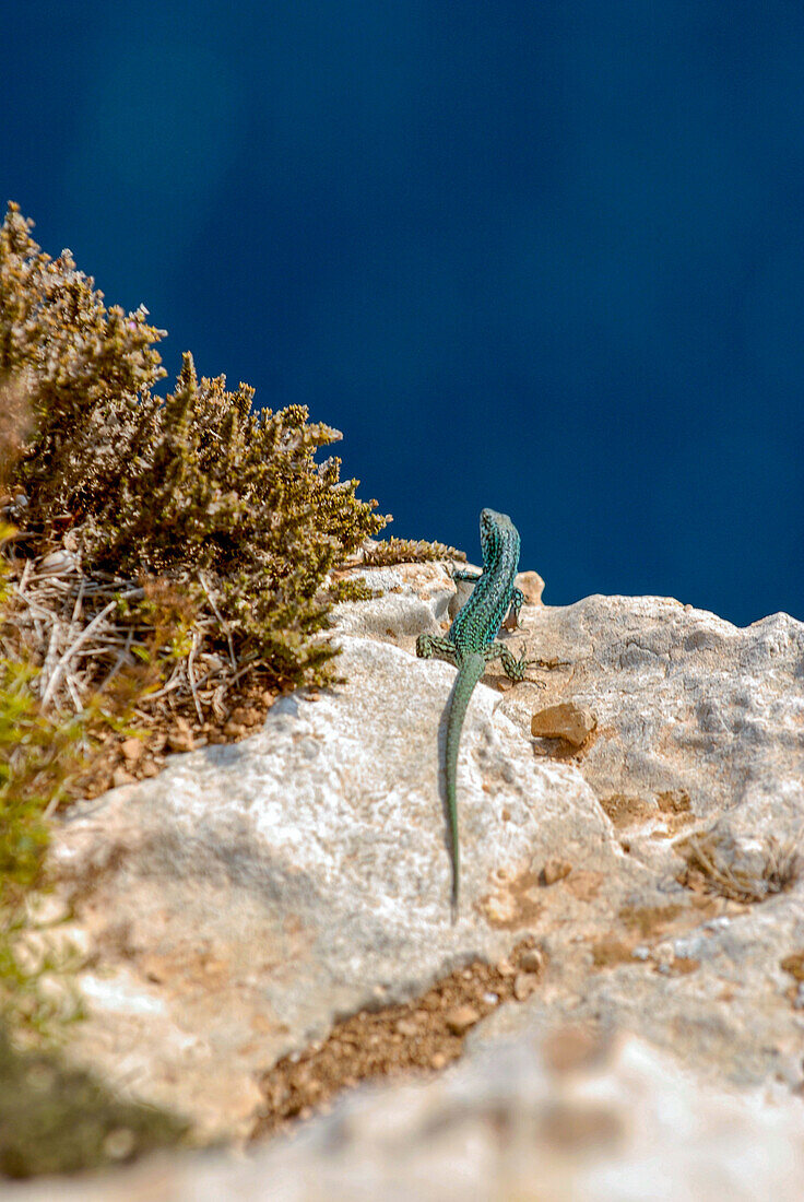 Formentera's sargantane, Icon of the island of Formentera, it is the only species of lizard that lives in the Pitiusan Islands, Spain