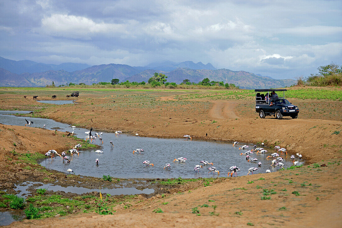 Safari-Jeep und bemalte Störche (Mycteria leucocephala) im Wasser. Udawalawe-Nationalpark, an der Grenze zwischen den Provinzen Sabaragamuwa und Uva, Sri Lanka