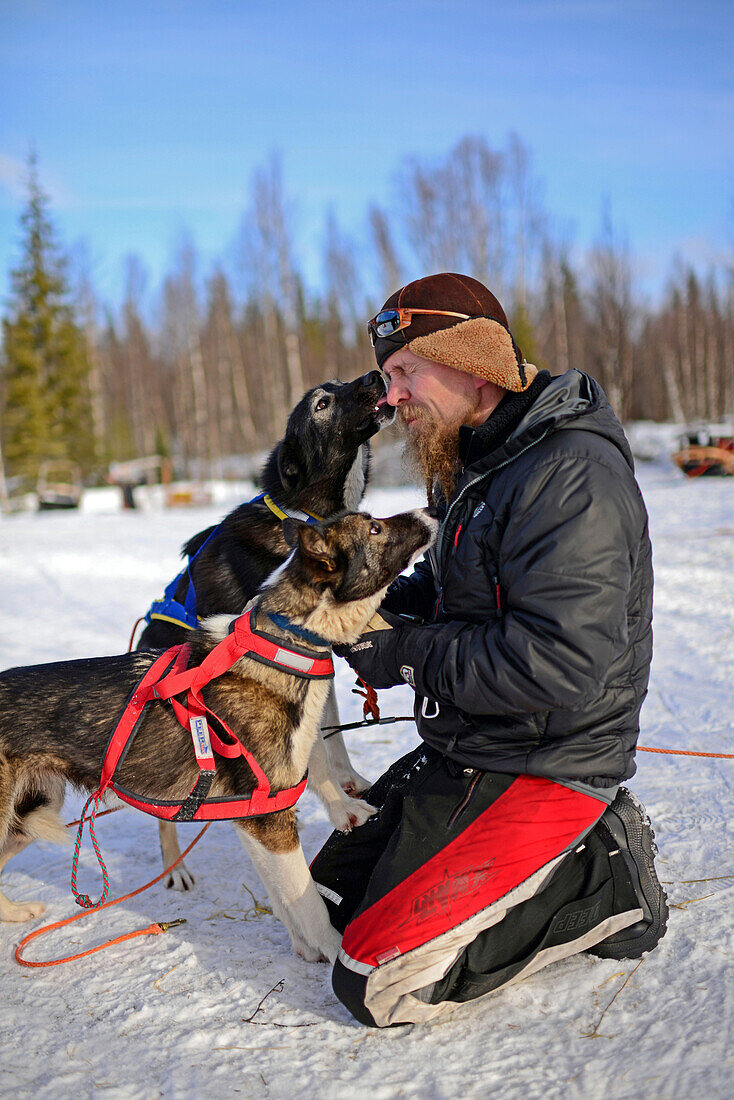 Group of lovely dogs kissing young man. Wilderness husky sledding taiga tour with Bearhillhusky in Rovaniemi, Lapland, Finland