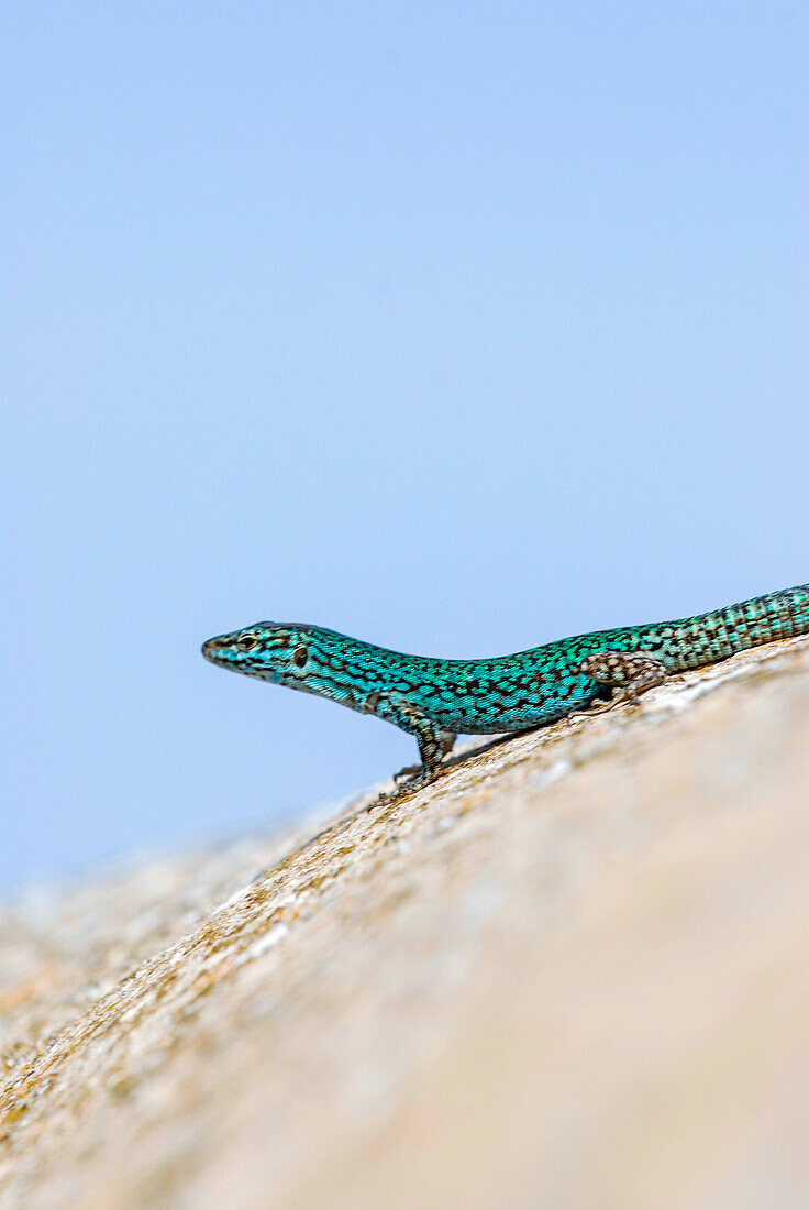 Formentera's sargantane, Icon of the island of Formentera, it is the only species of lizard that lives in the Pitiusan Islands, Spain