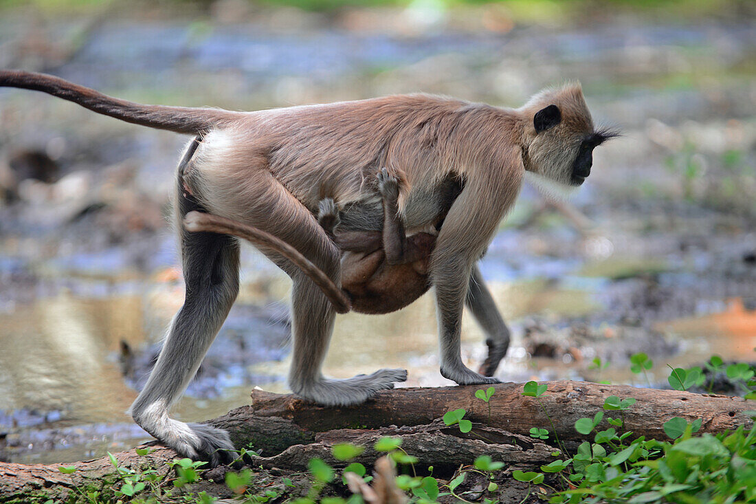 Grauer Langur oder Hanuman-Langur, Mutter mit Baby in Anuradhapura, Sri Lanka