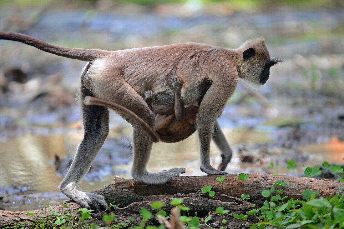 Gray langur or Hanuman langur mother carrying baby in Anuradhapura, Sri Lanka