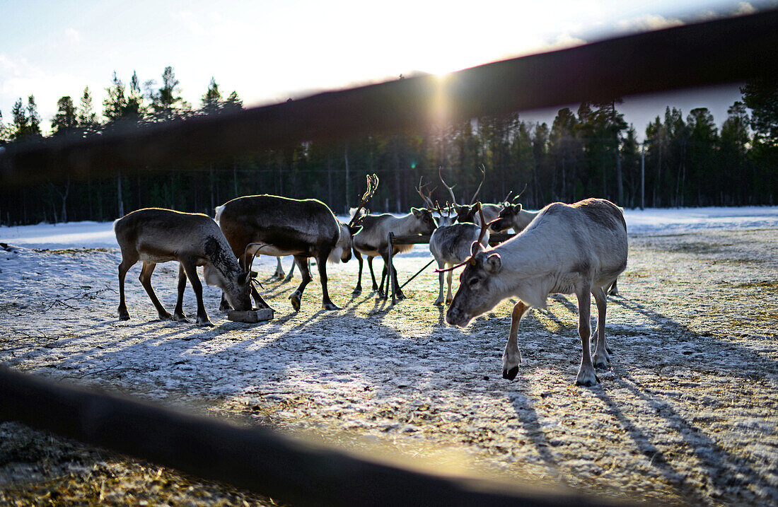 Auf der Rentierfarm von Tuula Airamo, einem Nachfahren der S?mi, am Muttus-See. Inari, Lappland, Finnland