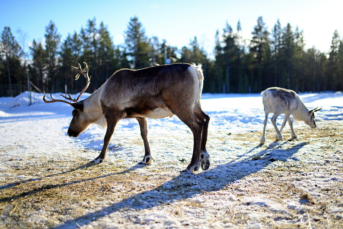 Auf der Rentierfarm von Tuula Airamo, einem Nachfahren der S?mi, am Muttus-See. Inari, Lappland, Finnland