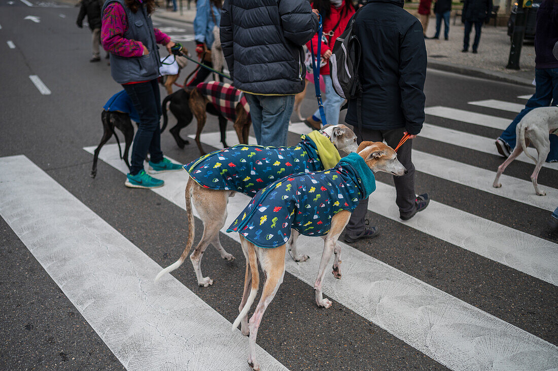 Tausende von Menschen demonstrieren in Spanien, um ein Ende der Jagd mit Hunden zu fordern, Zaragoza, Spanien