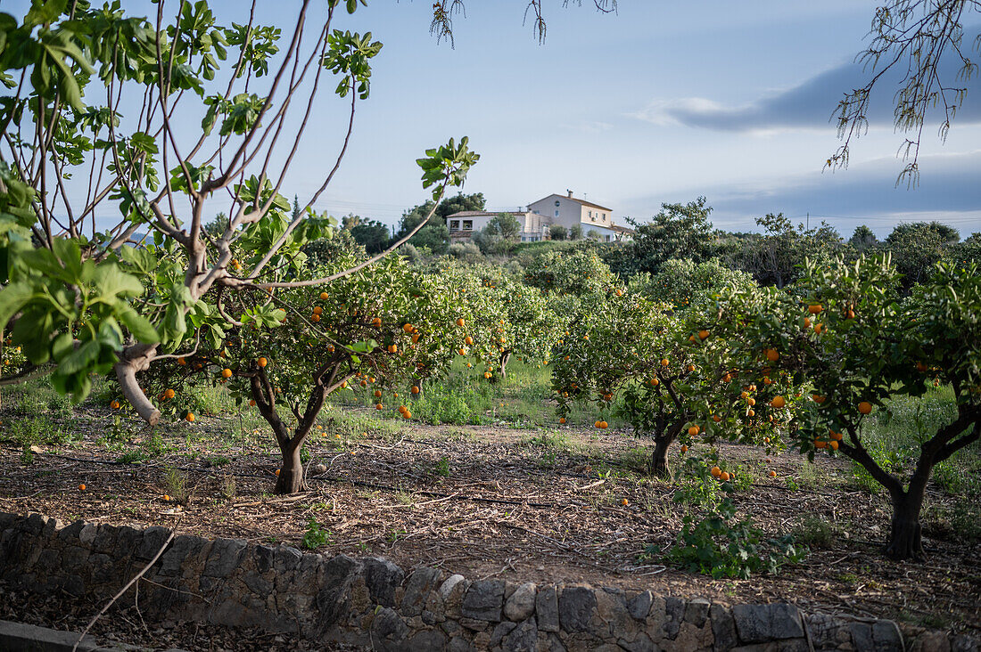 Orangenbaumfelder in einer ländlichen Gegend von Altea, Alicante, Spanien