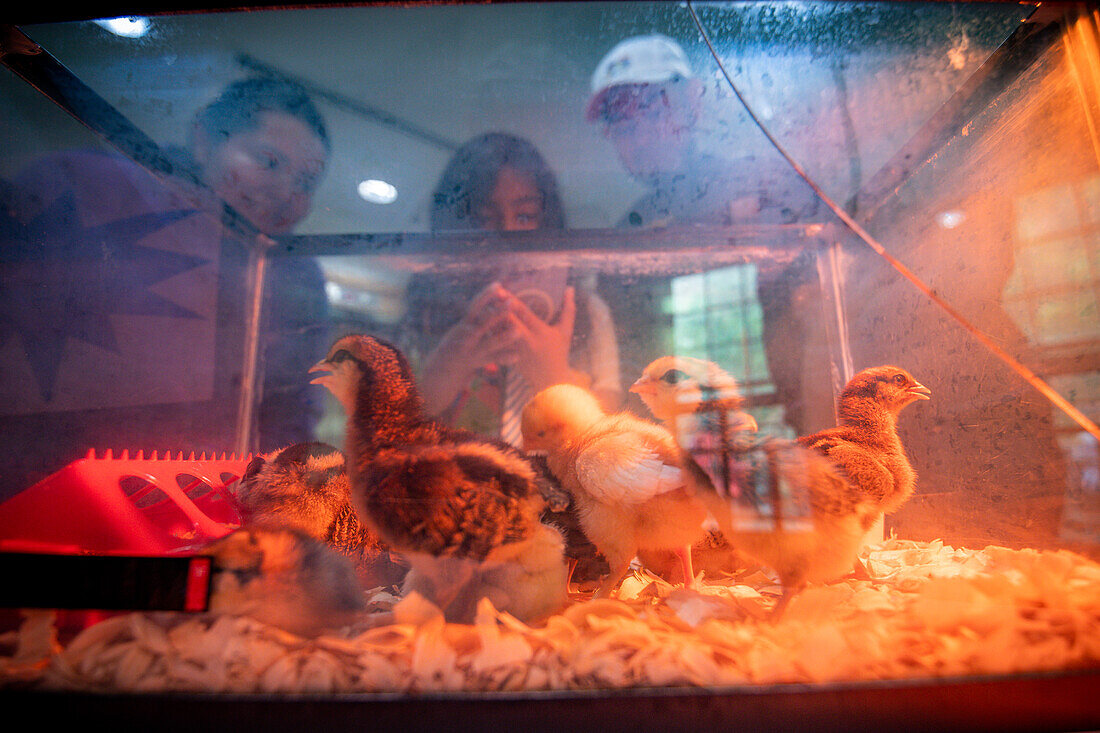 People looking at newly hatched baby chicks