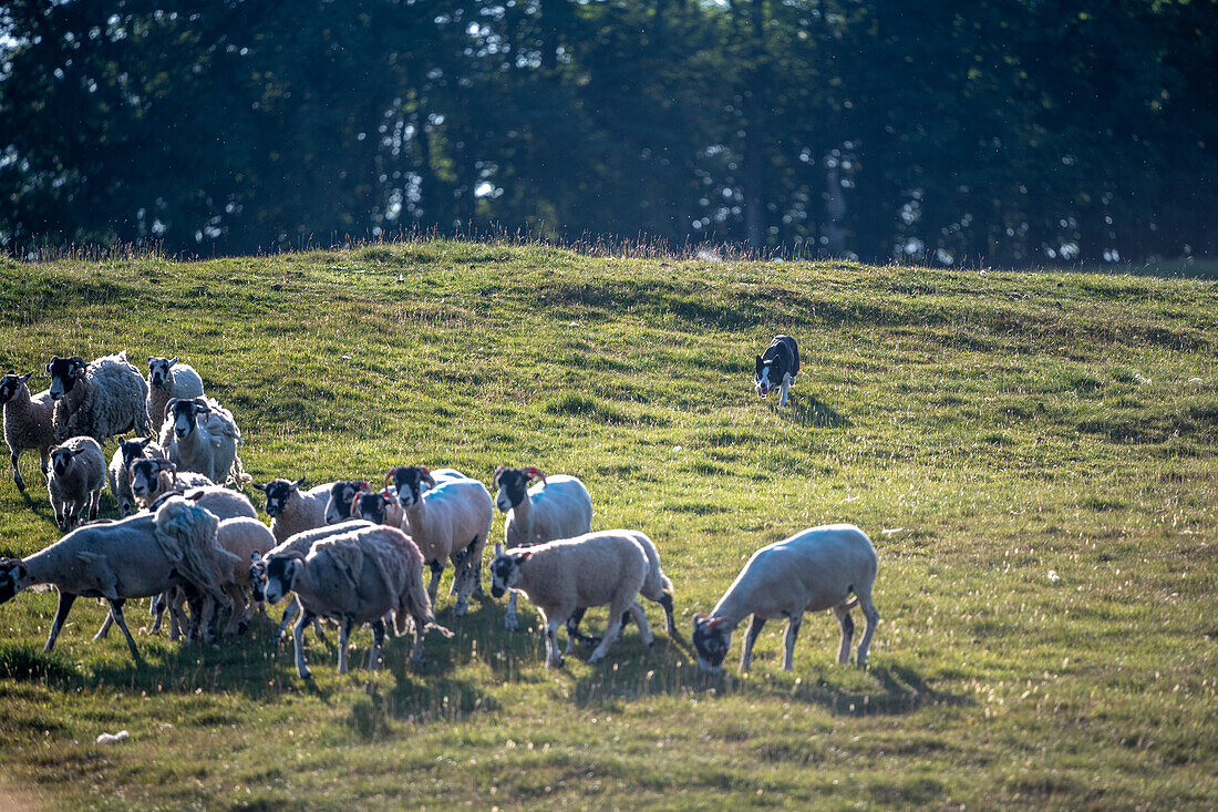 Sheepdog demonstration in Hawes England