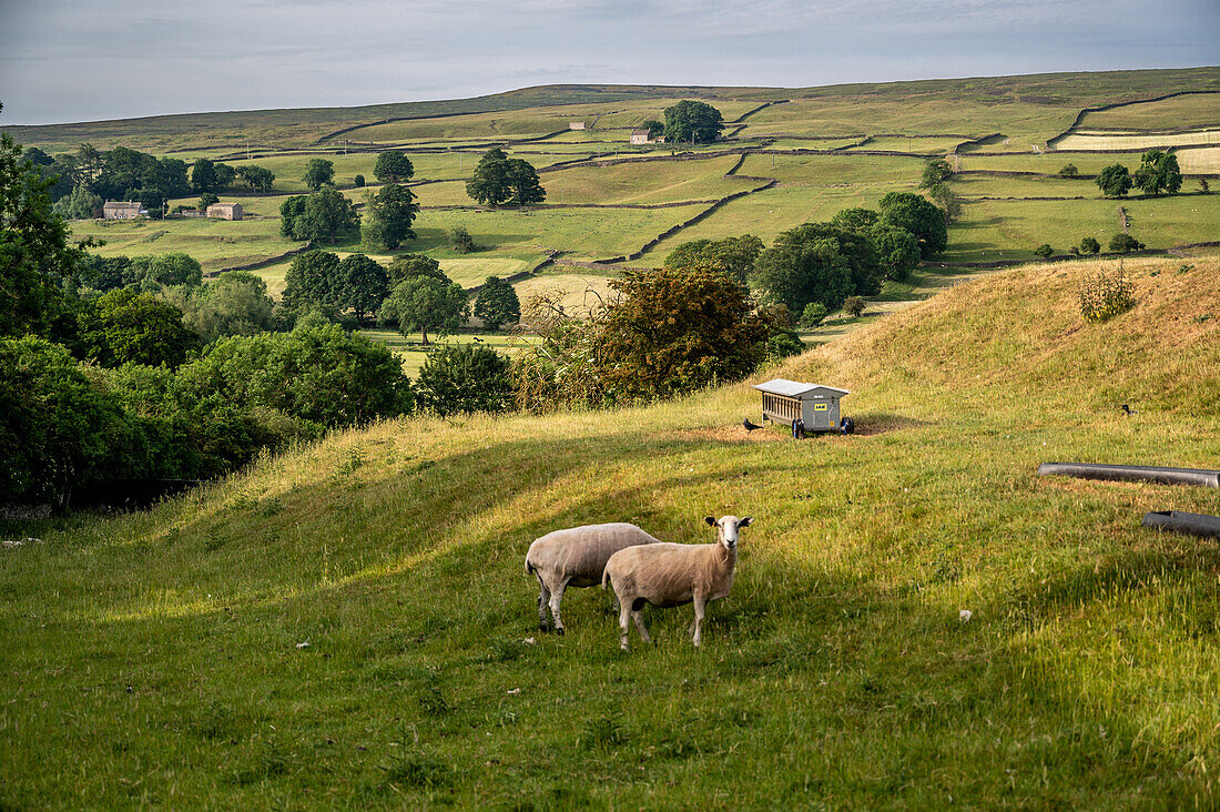 Maultier, Lamm in den Bergen von Yorkshire, England