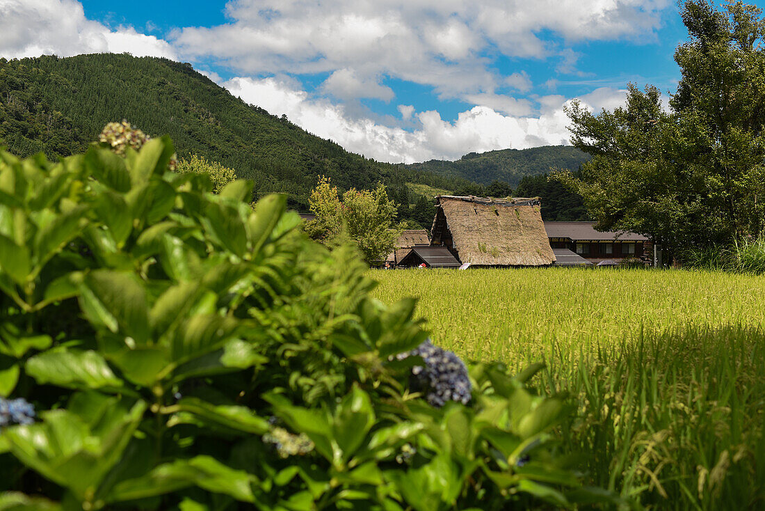 Shirakawa-go, traditional village showcasing a building style known as gassho-zukuri, Gifu Prefecture, Japan