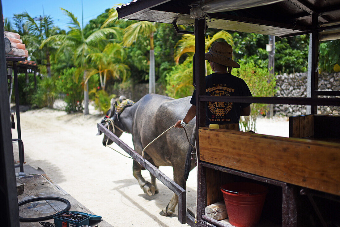 Water buffalo carriage in Taketomi Island, Okinawa Prefecture, Japan