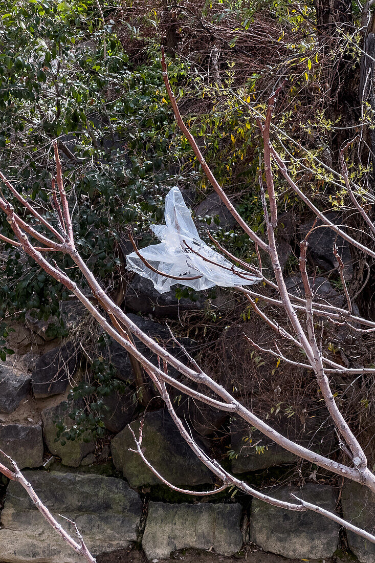 Plastiktüte auf einem Baum