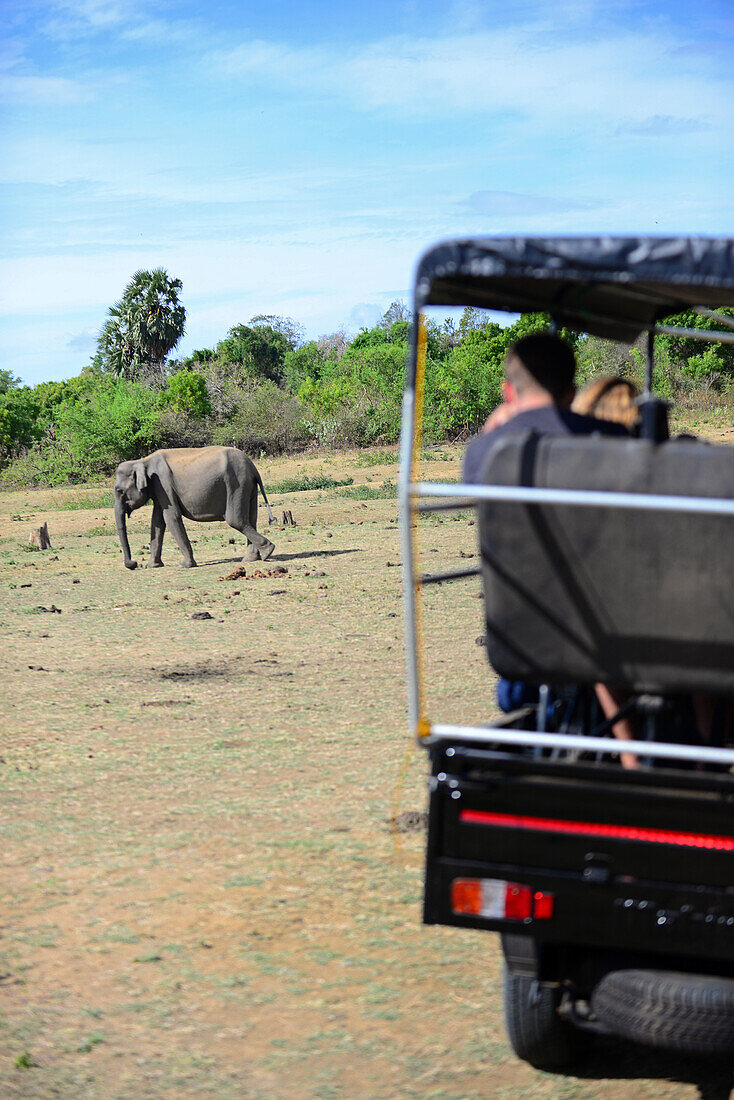 Sri Lankan elephant (Elephas maximus maximus) and safari jeep in Udawalawe National Park, on the boundary of Sabaragamuwa and Uva Provinces, in Sri Lanka.