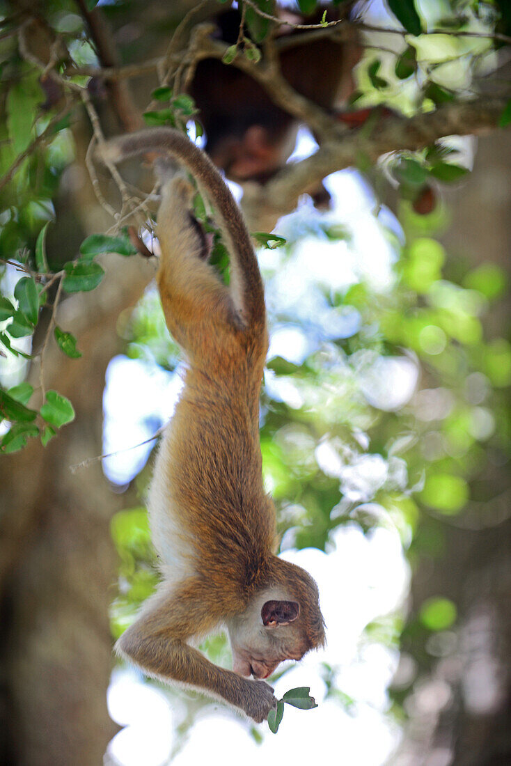 Toque macaque (Macaca sinica) hanging from tree in Anuradhapura, Sri Lanka