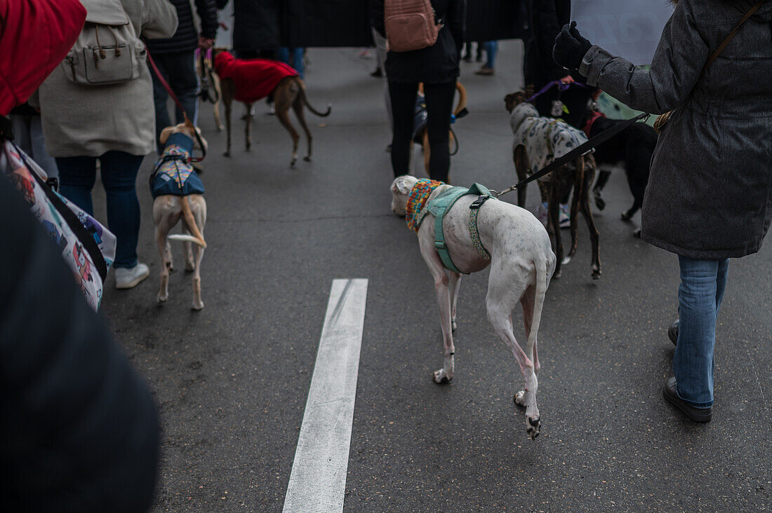 Tausende von Menschen demonstrieren in Spanien, um ein Ende der Jagd mit Hunden zu fordern, Zaragoza, Spanien