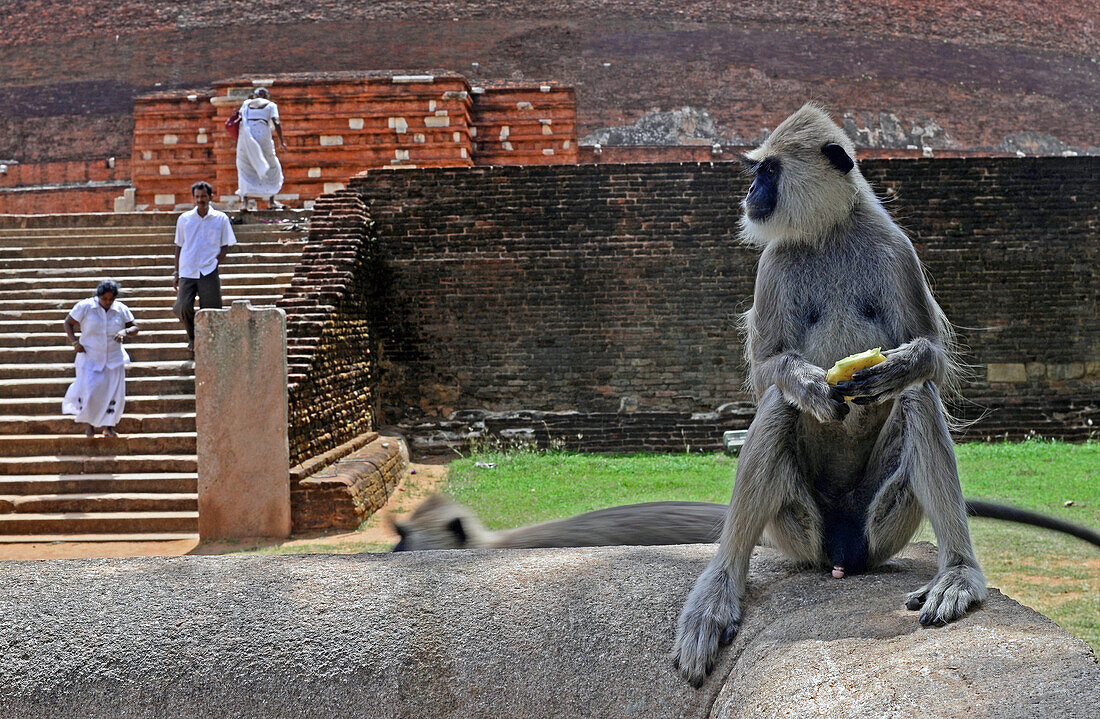 Affen vor Jetavanaramaya, einer Stupa in den Ruinen von Jetavana in der heiligen Weltkulturerbestadt Anuradhapura, Sri Lanka