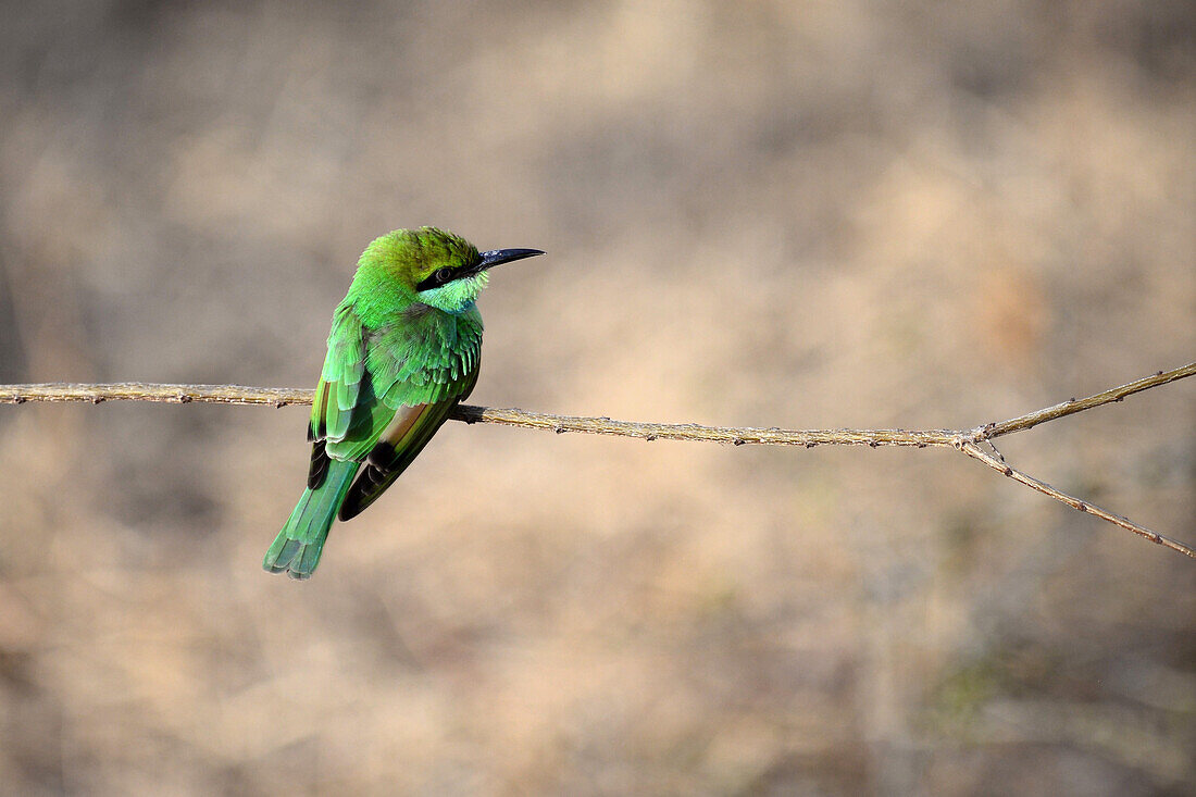 Grüner Bienenfresser (Merops orientalis) im Udawalawe-Nationalpark, an der Grenze zwischen den Provinzen Sabaragamuwa und Uva, Sri Lanka