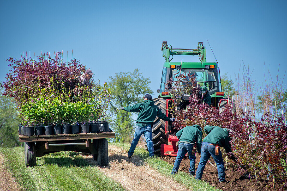 Panting trees at Manorview Farm