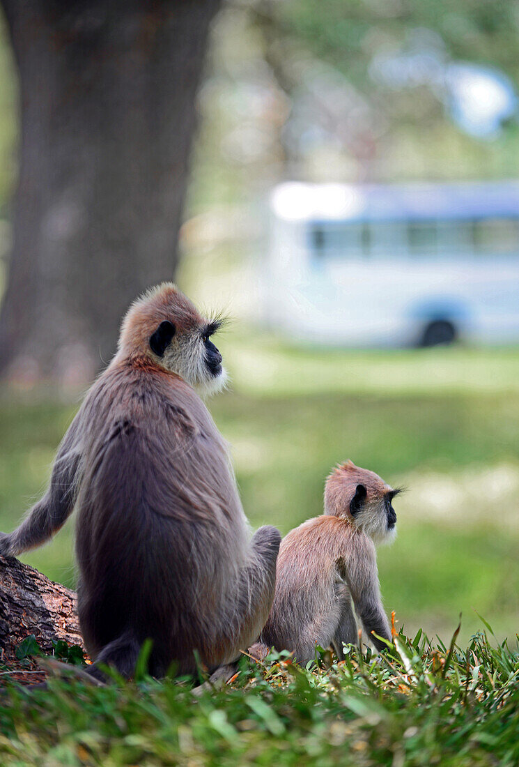 Family of gray langurs or Hanuman langurs in Anuradhapura, Sri Lanka