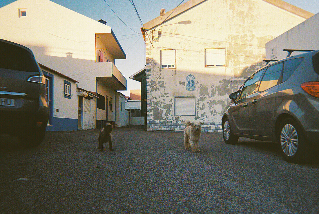 Analogfotografie von zwei Hunden in den Straßen von Peniche, Portugal