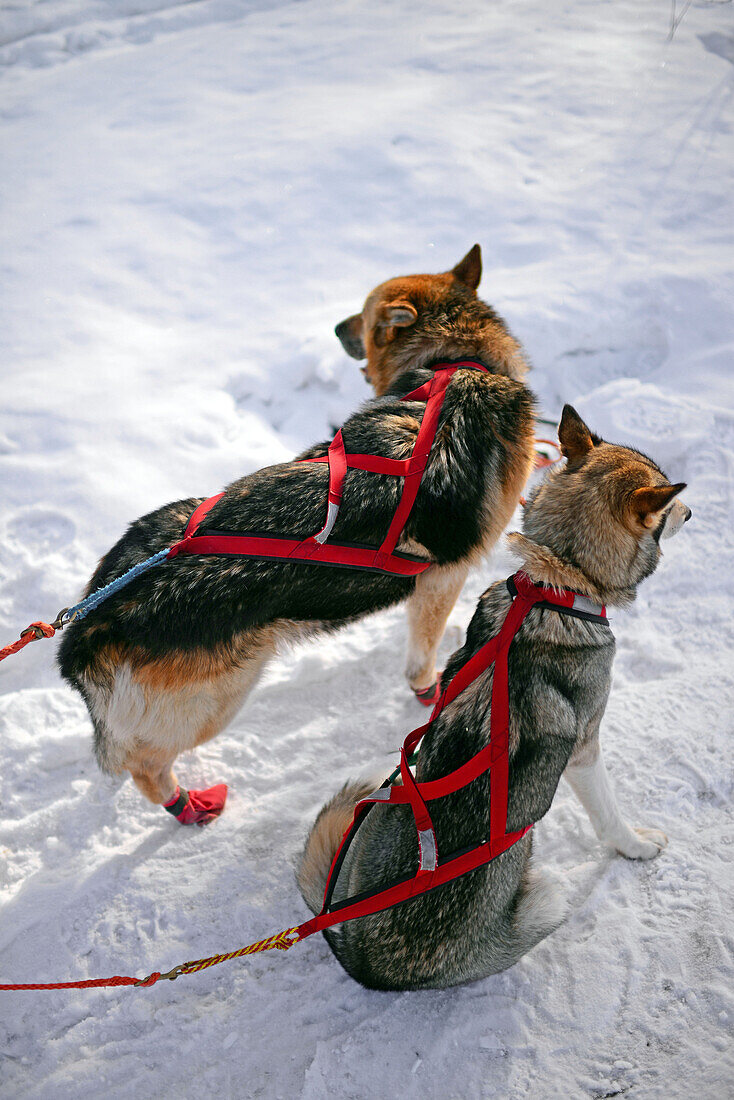 Husky-Schlittentour durch die Taiga mit Bearhillhusky in Rovaniemi, Lappland, Finnland, in der Wildnis