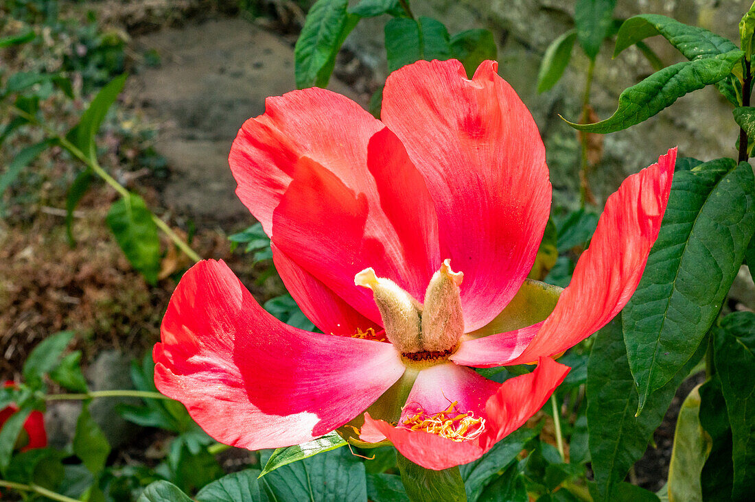 Hibiskusblüte, Yorkshire Dales, England