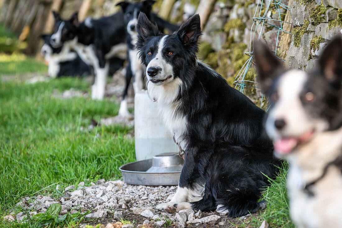 Border Collie Hund in England, Nahaufnahme