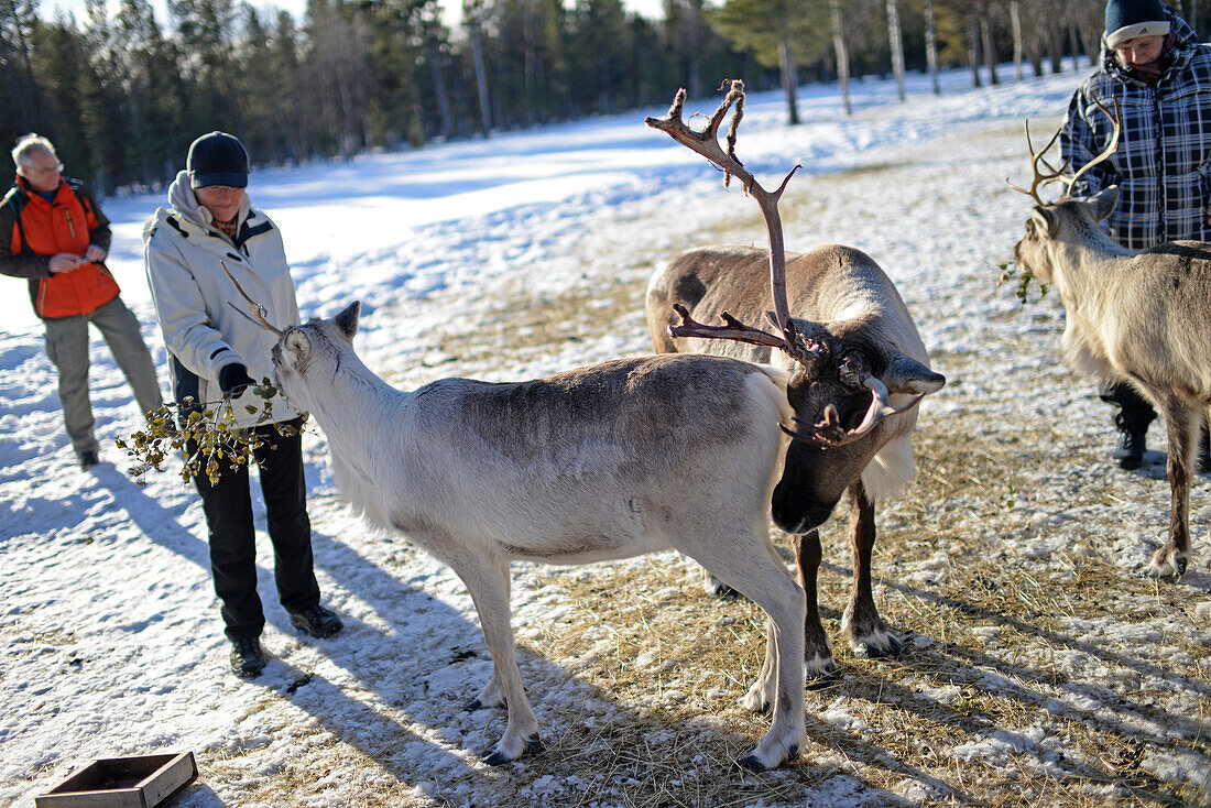 In the Reindeer farm of Tuula Airamo, a S?mi descendant, by Muttus Lake. Inari, Lapland, Finland