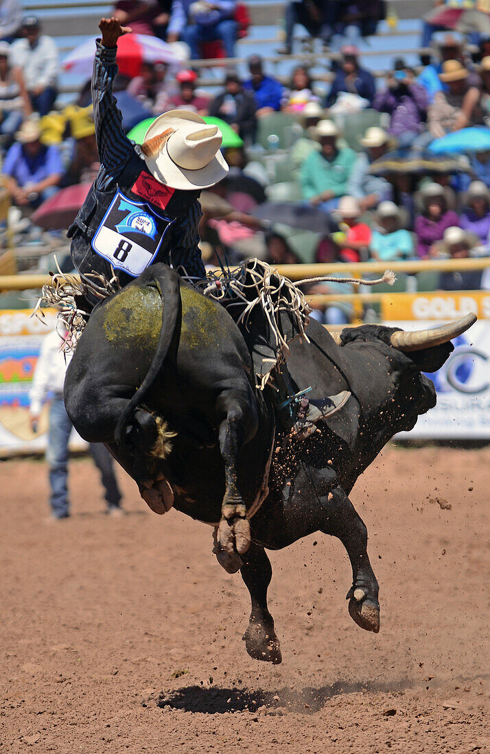 Rodeo competition during Navajo Nation Fair, a world-renowned event that showcases Navajo Agriculture, Fine Arts and Crafts, with the promotion and preservation of the Navajo heritage by providing cultural entertainment. Window Rock, Arizona.