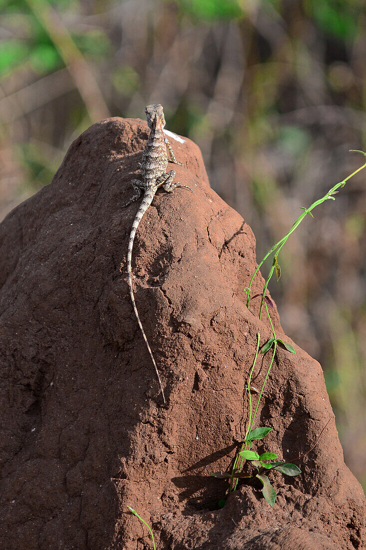 Orientalische Garteneidechse (Calotes versicolor) in