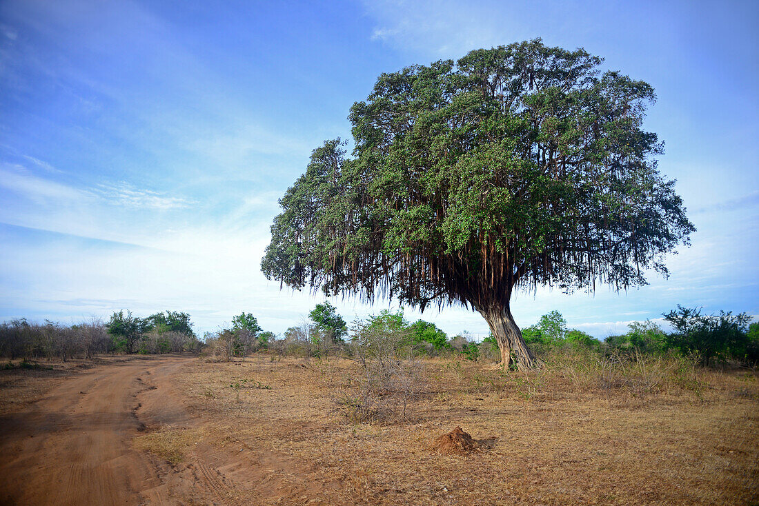 Udawalawe National Park, on the boundary of Sabaragamuwa and Uva Provinces, in Sri Lanka.