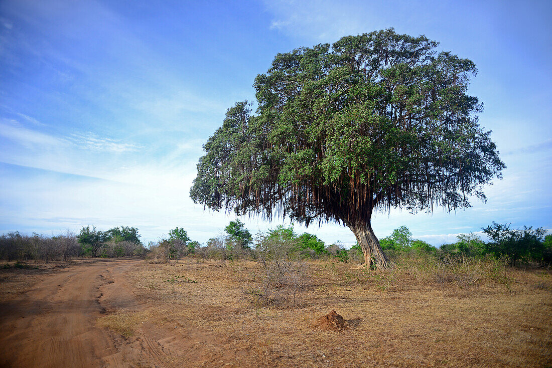 Udawalawe-Nationalpark, an der Grenze zwischen den Provinzen Sabaragamuwa und Uva in Sri Lanka