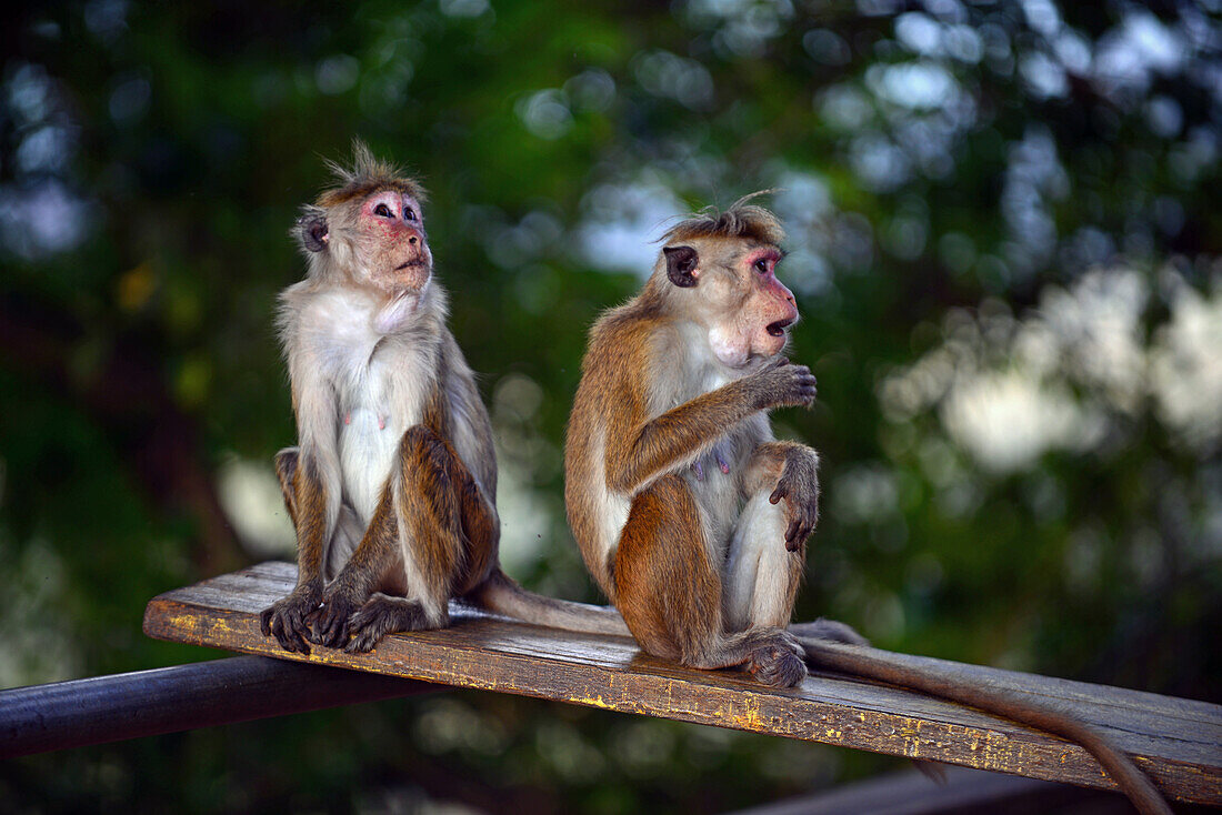Toque macaque monkeys (Macaca sinica) in Sigiriya, Sri Lanka