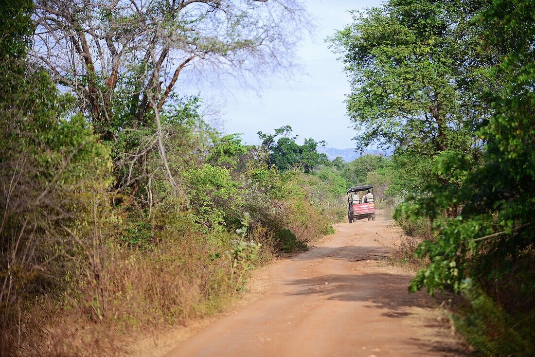 Safari-Jeep im Udawalawe-Nationalpark, an der Grenze zwischen den Provinzen Sabaragamuwa und Uva, in Sri Lanka