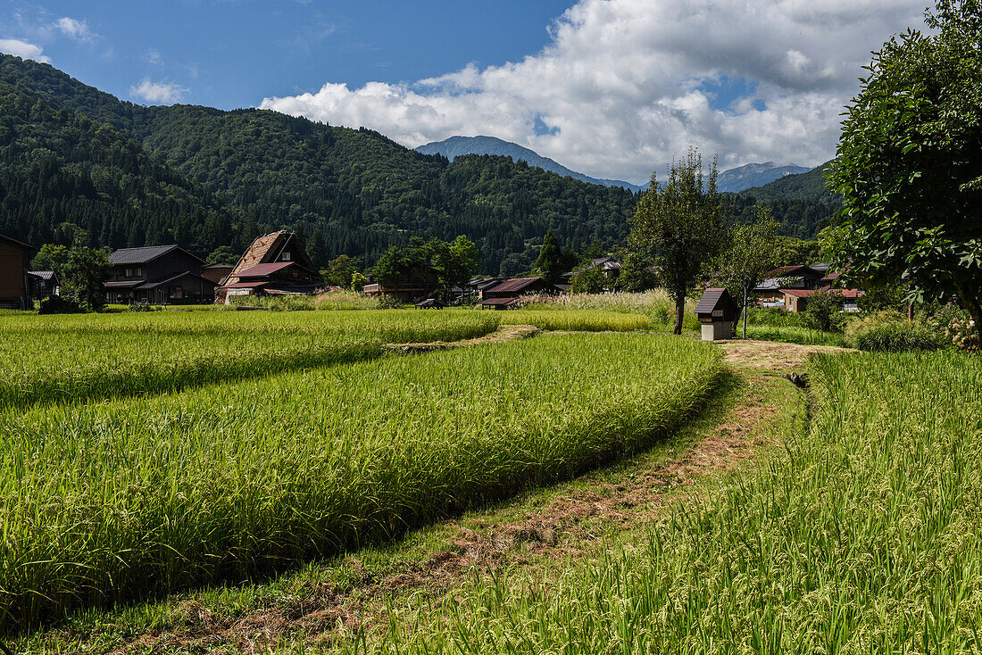 Shirakawa-go, traditional village showcasing a building style known as gassho-zukuri, Gifu Prefecture, Japan