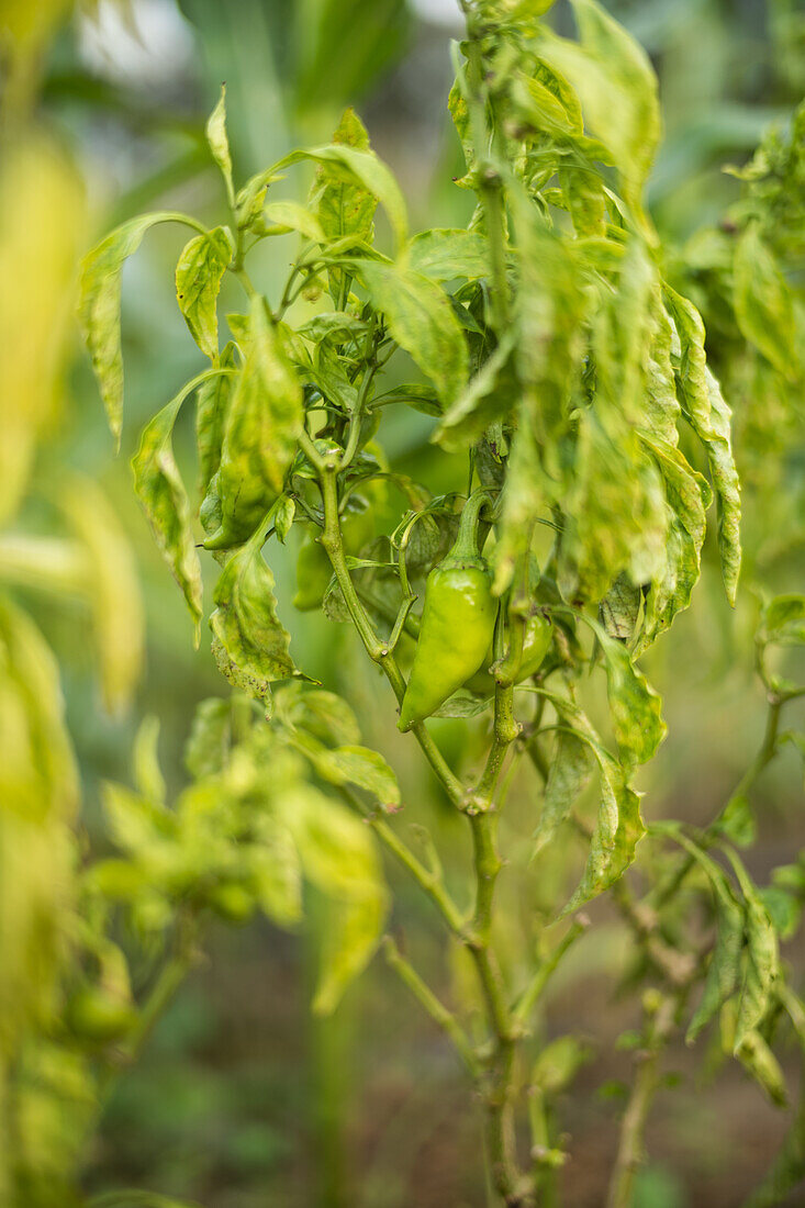 Paprika im Garten