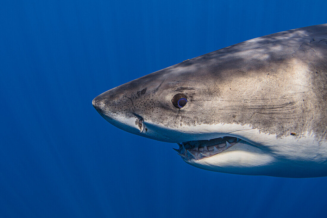 Mexico, Guadalupe, Great white shark underwater