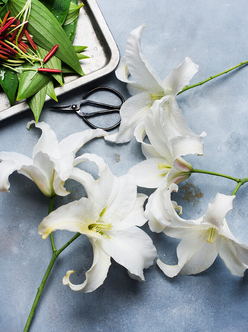 Studio shot of white lilies with cut stamens