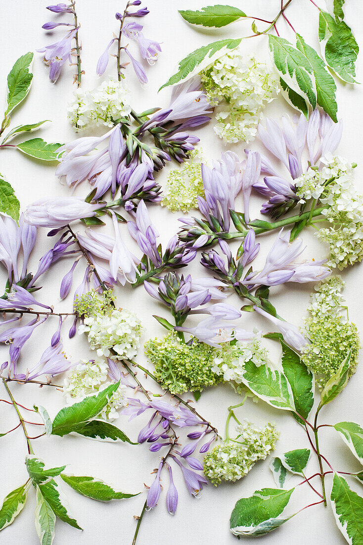 Studio shot of Spring blossoms